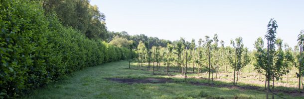 Zonnepark_Wijkerbroek_-_featured_image