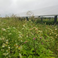 Biodiversiteit zonnevelden LC Energy