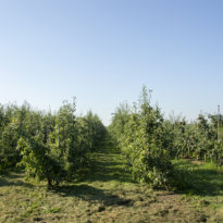 Fruitteelt waar LC Energy Zonneveld Wijkerbroek ontwikkelt
