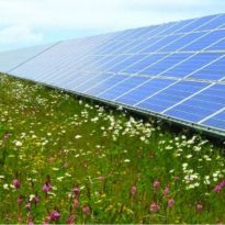 LC Energy referentiebeeld kruidenrijk grasland bij een zonneveld