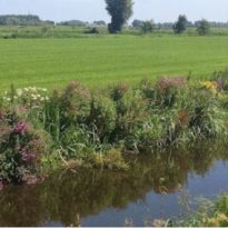 LC Energy referentiebeeld natuurlijke oever