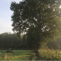 zicht richting bos ten oosten van plangebied Amerongerwetering